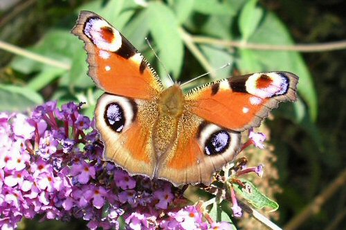 Papillon : paon de jour.