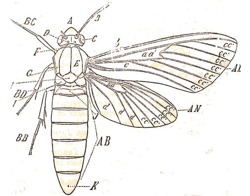 Sch�ma d'un papillon.