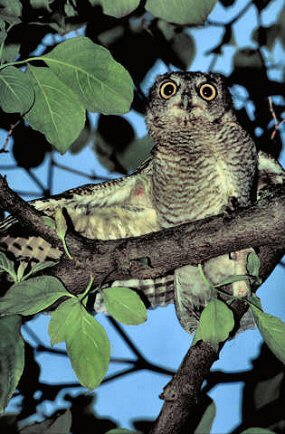 Hibou Petit-Duc macul�.
