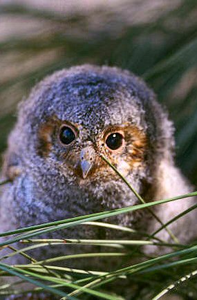 Hibou Petit-Duc nain.