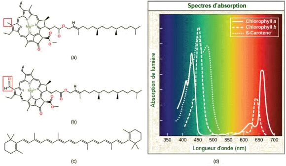 mol�cules de chlorophylle et de b�ta-carot�ne et spectre d'absorption.
