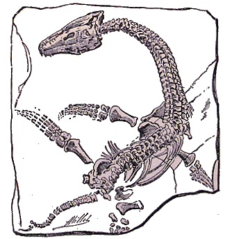 Pl�siosaure.