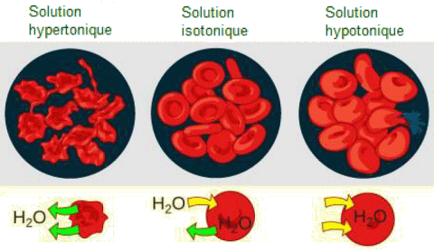 Effets de la pression osmotique sur la forme de erythrocytes.