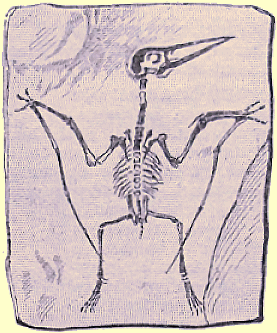 Pt�rodactyle.