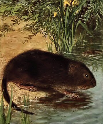 Rat d'eau.