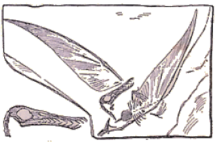 Rhamphorhynque