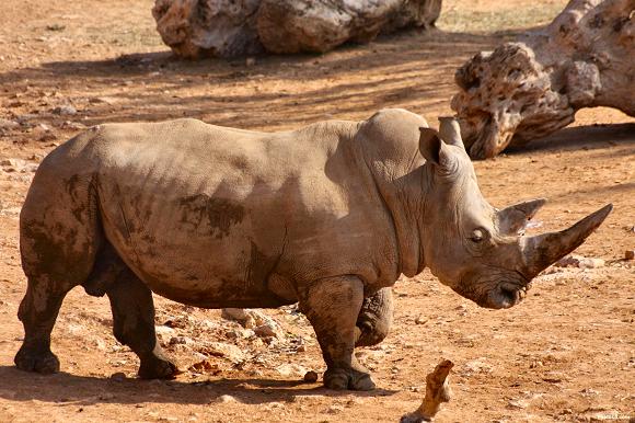 Rhinoc�ros.