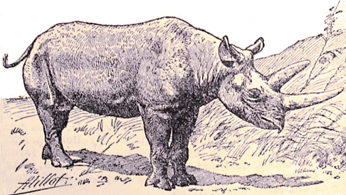 Rhinoc�ros Noir.