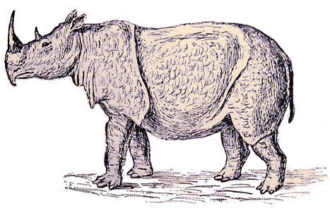 Rhinoc�ros deSumatra.