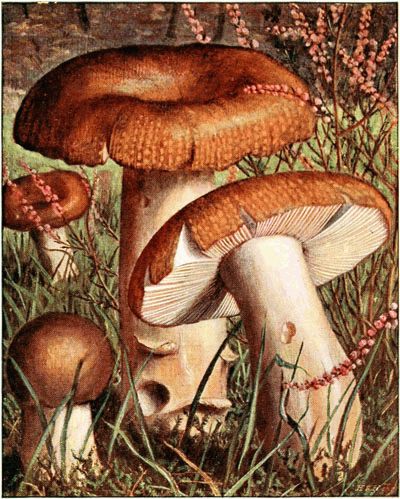 Russule f�tide.