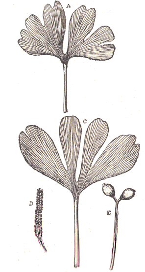 Salisburia Huttoni