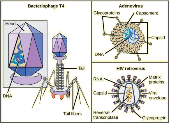 Formes de virus.