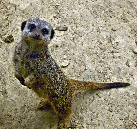 Suricate.