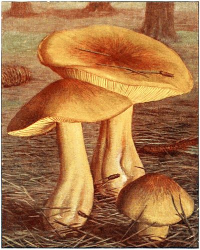 Tricholome �questre (Tricholoma equestre)