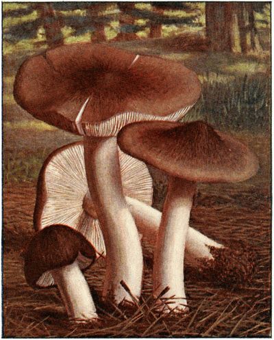 Tricholome terreux (Tricholoma terreum)