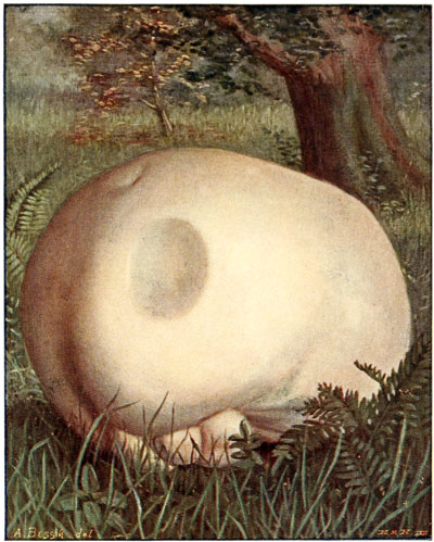 Vesse-loup gigantesque. - Lycoperdon giganteum.