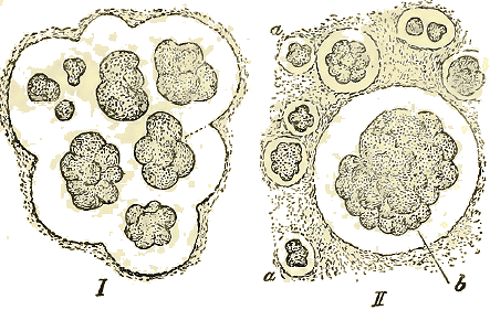 Zoogl�e d'Ascococcus Billrothii .