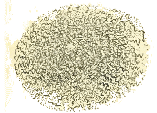 Zoogl�e de Spirilles.