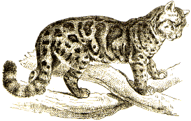 Neofelis nebulosa