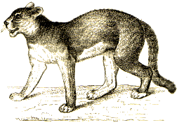 Felis concolor