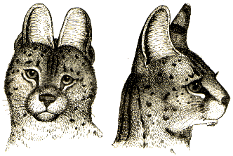 Leptailurus serval