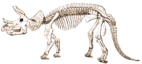 Tric�ratops