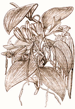 Vanilla claviculata, vanille